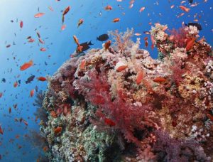 Coral reef with fish underwater